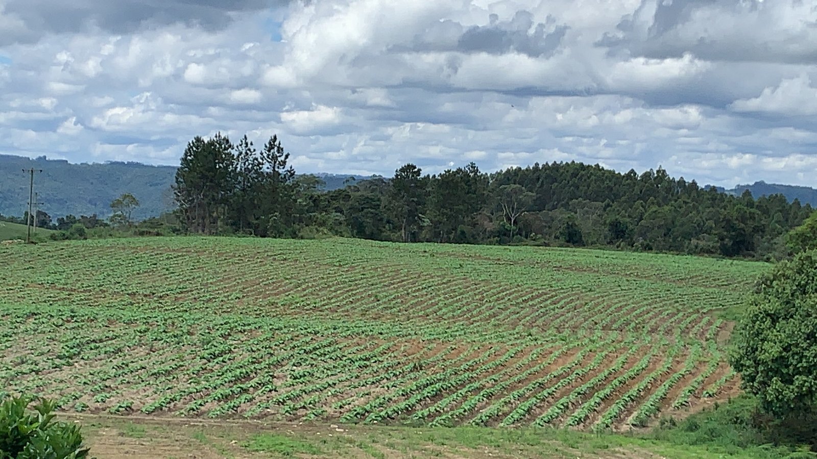 Área agrícola produtiva no interior de Santa Catarina