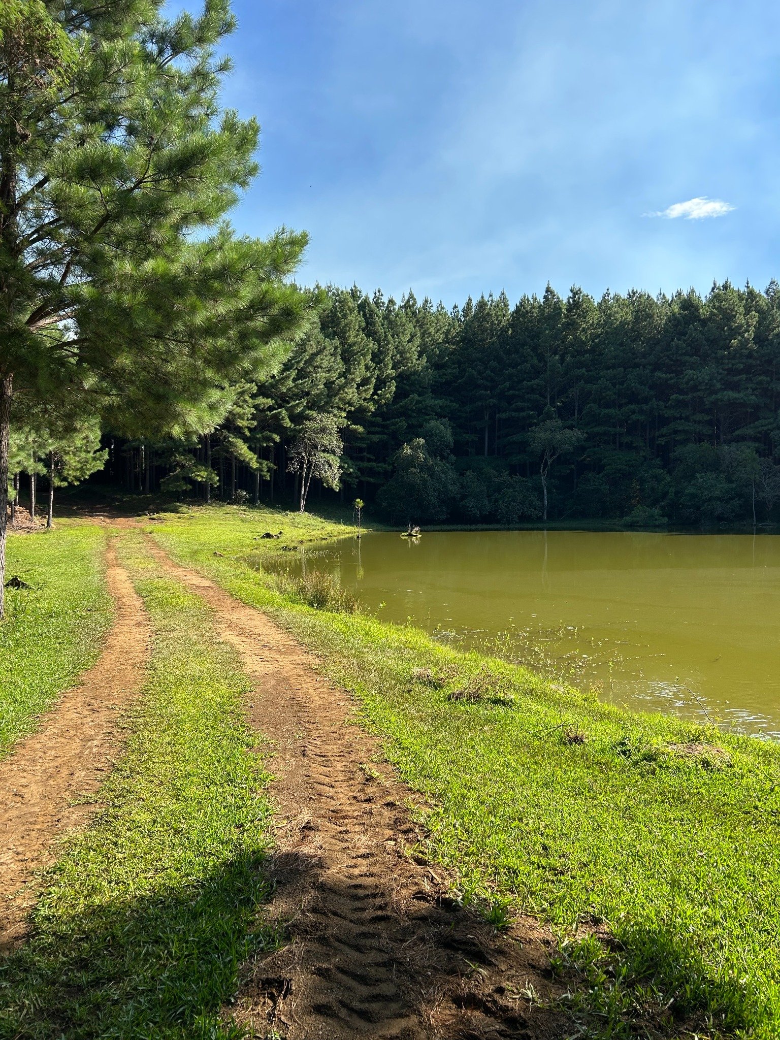 Floresta de Pinus e açude em propriedade rural