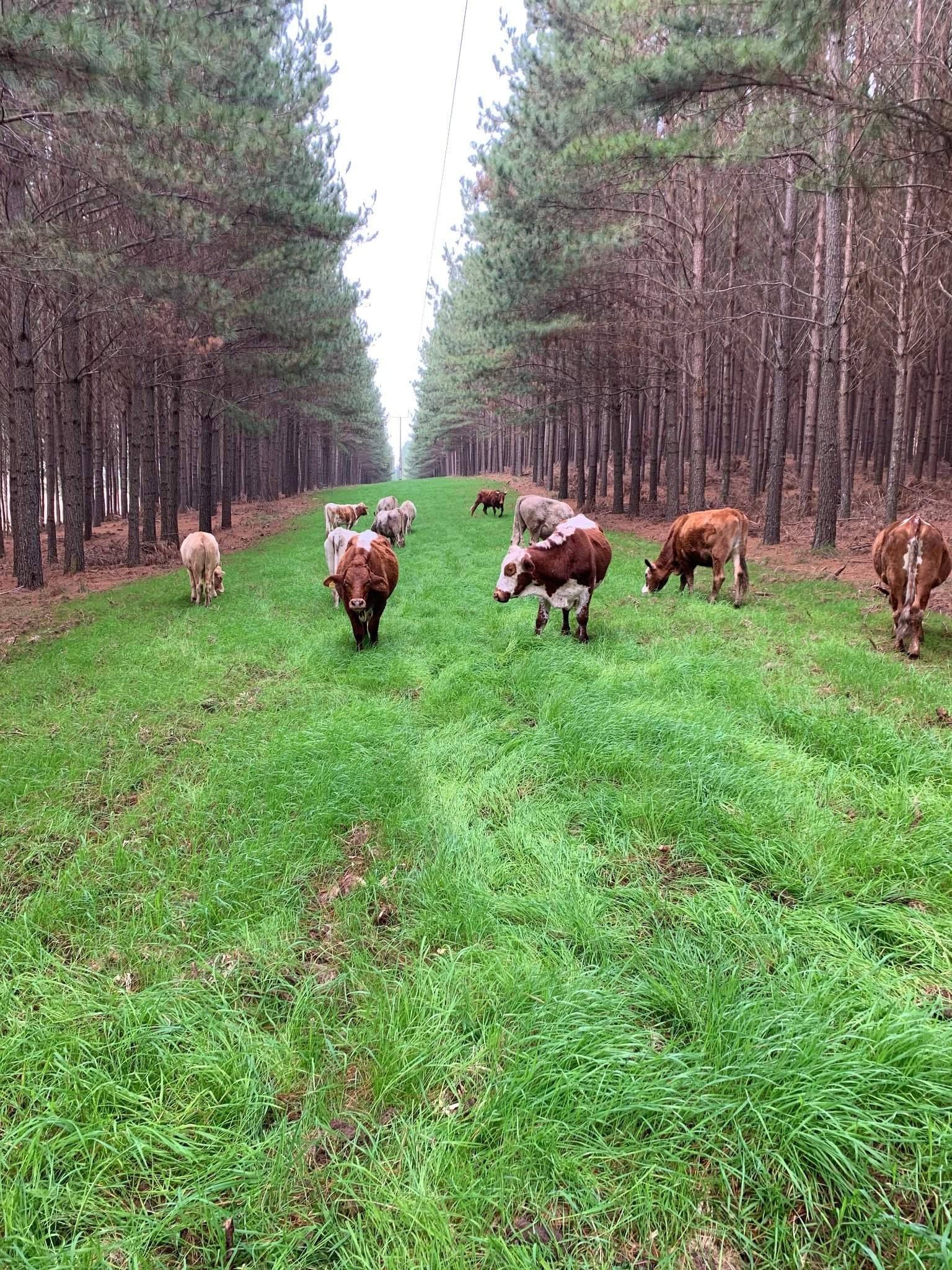 Gado em pastagem entre linhas de Pinus
